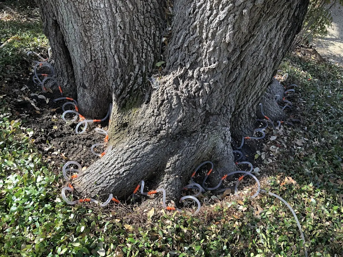 Detailed Tree Cabling and Bracing job site in Yerington